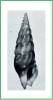 Drillia sinuosa