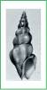 Drillia tumida
