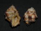 Morula chrysostoma