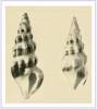 Decoradrillia pulchella