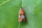 Olethreutes arcuella - obaleč zdobený
