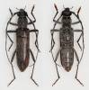 Aneflus prolixus
