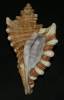 Cymatium femorale - tritonka hranatá
