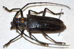 Batocera bruynii