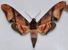 Amplypterus panopus panopus
