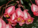 Begonia maculata