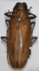 Batocera rufomaculata