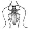 Batocera frenchi