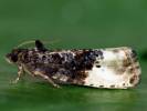 Hedya nubiferana - Marbled Orchard Tortrix