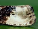 Hedya nubiferana - Marbled Orchard Tortrix