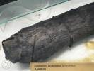 Calamites undulatus