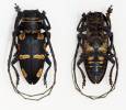 Zographus oculator