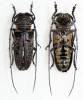 Zographus lineatus