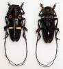 Zographus plicaticollis