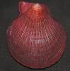 Talochlamys gemmulata