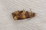 Celypha flavipalpana