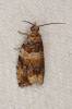Celypha flavipalpana