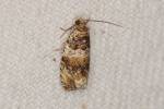 Celypha flavipalpana