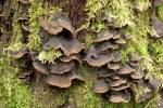 Hymenochaete rubiginosa - Filamentous Fungi