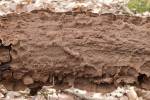 Hymenochaete rubiginosa - Filamentous Fungi