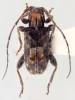 Callipogonius exoticus