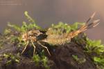 Siphlonurus lacustris