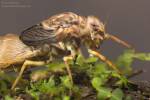 Siphlonurus lacustris