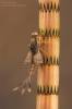 Siphlonurus lacustris