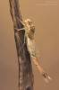 Siphlonurus lacustris