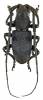 Morimus asper ganglbaueri