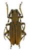 Megalobrimus scutellatus