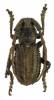 Phrissoma crispum