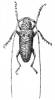 Eryalus tigrinus