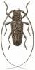 Hesychotypa turbida