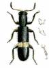 Tarsostenus univittatus