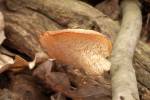 Neofavolus alveolaris - choroš voštinovitý
