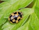 Propylea quatuordecimpunctata var. weisei