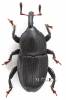 Melanobaris carbonaria