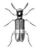 Diplocladus oculicollis