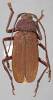 Navosomopsis feisthameli