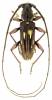 Ambonus distinctus