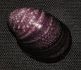 Neripteron violaceum