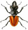 Odontolabis mouhotii mouhotii