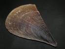 Atrina pectinata