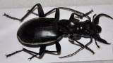 Anthia circumscripta