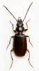 Badister peltatus