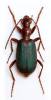 Brachinus plagiatus