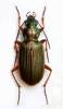 Chlaenius spoliatus spoliatus