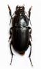 Harpalus caspius