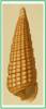 Cerithiopsis tubercularis